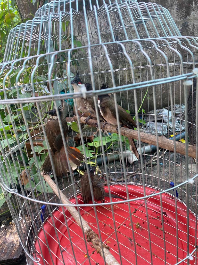 trông lỗi bộ khủng