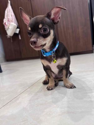 Chó Chihuahua đực socola 4 tháng