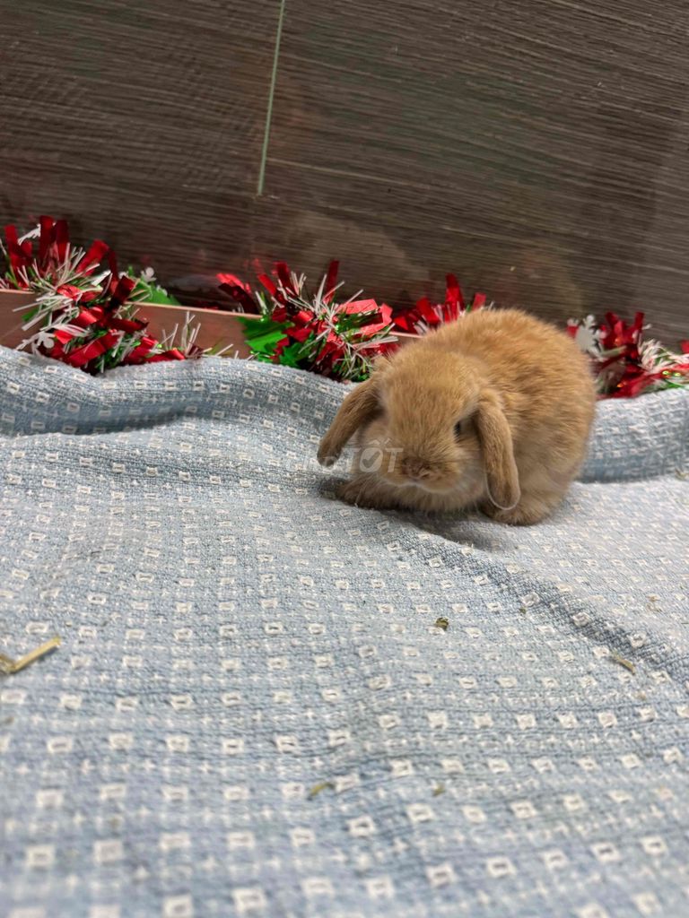 Thỏ Holland Lop Vàng 1 tháng tuổi. Mua bán Thú cưng khác tại Quận Ninh Kiều Cần Thơ được đăng bởi Nông Trại Gu Thích Thú  hình 1