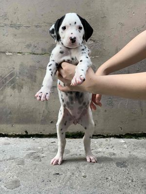 Chó đốm dalmatian thuần chủng 2 tháng tuổi