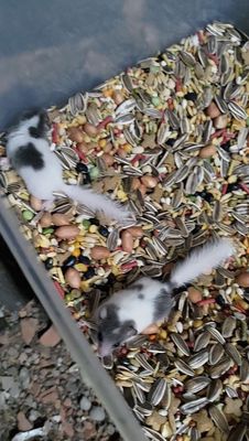 Chuột sóc Dormouse mini 2 tháng Đực Cái