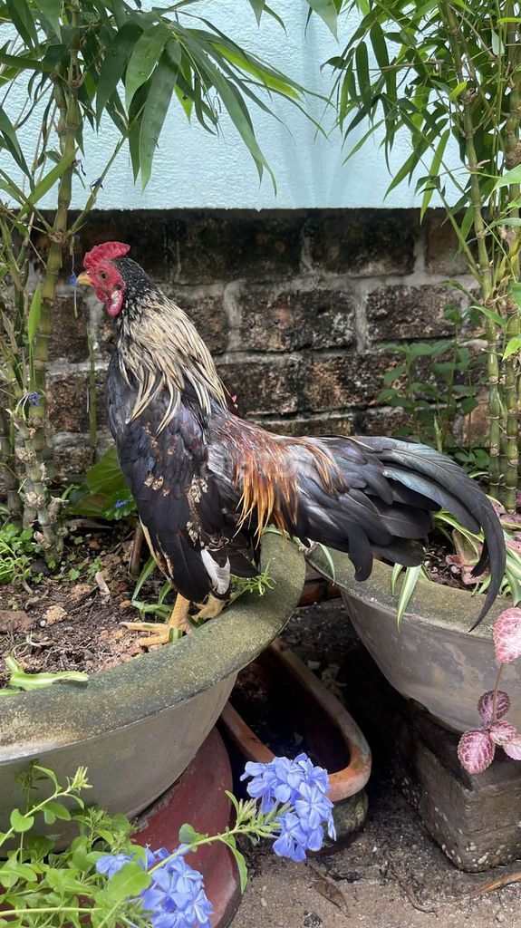 Gà tre Bắc Tít 4 lạng . Mua bán Gà tại Thị xã Bến Cát Bình Dương được đăng bởi Gà Tre Cảnh  hình 1