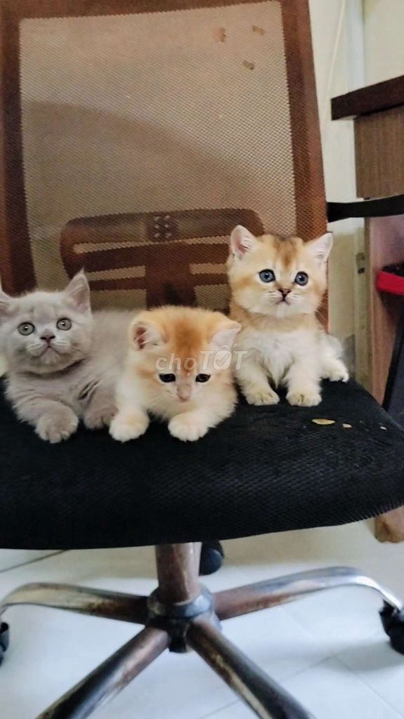 bé trai lùn lilac. Mua bán Mèo tại Quận Gò Vấp Tp Hồ Chí Minh được đăng bởi  Karachi hình 1