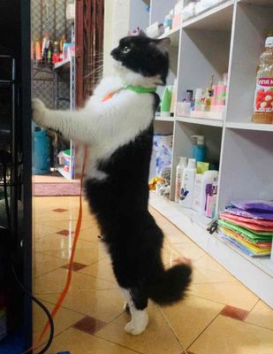 TÌM NHÀ MỚI CHO BÉ MỦN.. Mua bán Mèo tại Quận Bắc Từ Liêm Hà Nội được đăng bởi TIỂU BĂNG BĂNG  hình 1