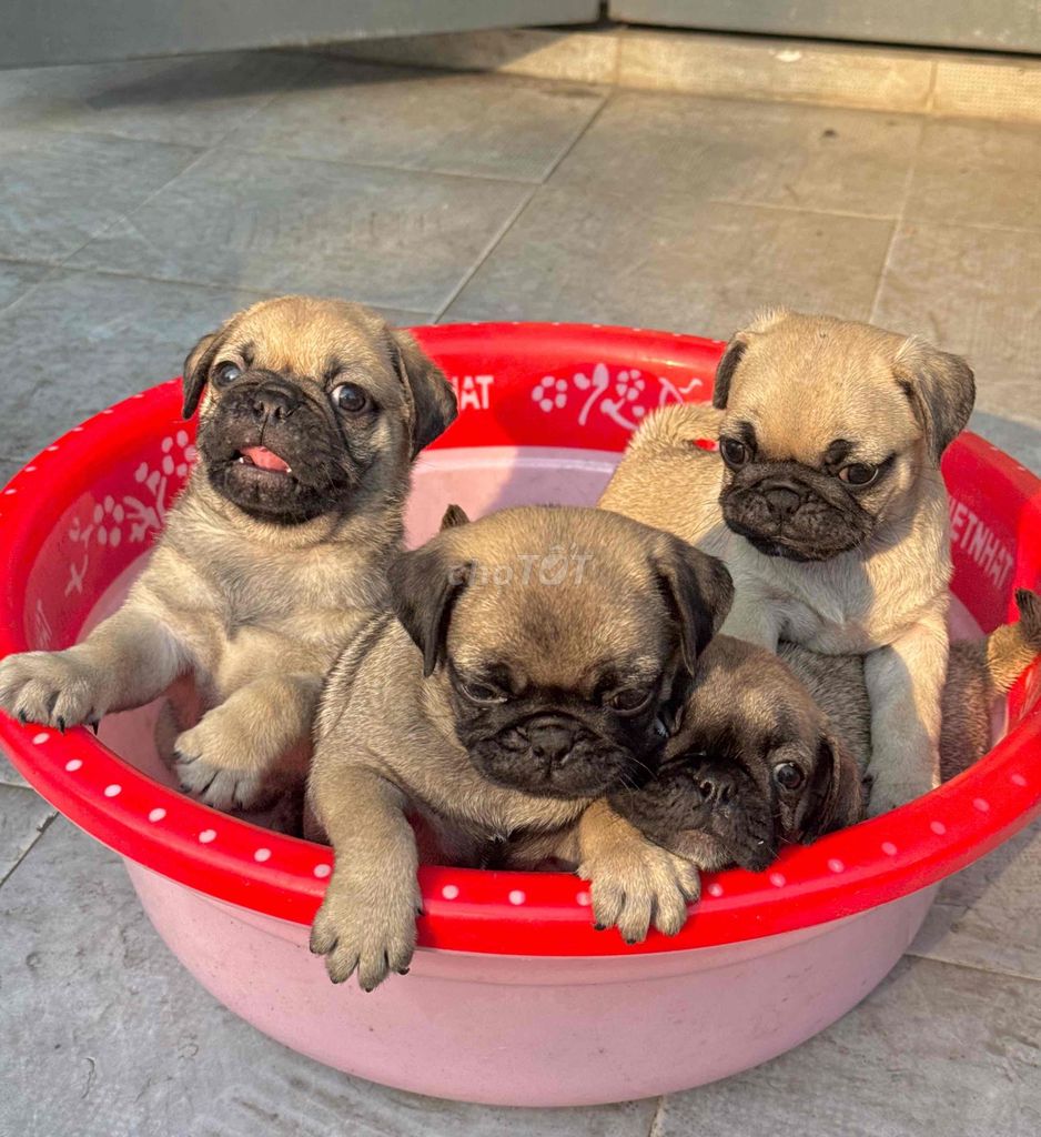 Chó Pug nâu đã tiêm phòng. Mua bán Chó tại Quận Cẩm Lệ Đà Nẵng được đăng bởi Anh Pet Shop hình 1