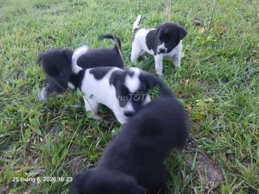 Chó cỏ 6 tuần Đen, bông gấu trúc. Mua bán Chó tại Thị xã Bến Cát Bình Dương được đăng bởi Thi Nguyen Ba hình 1