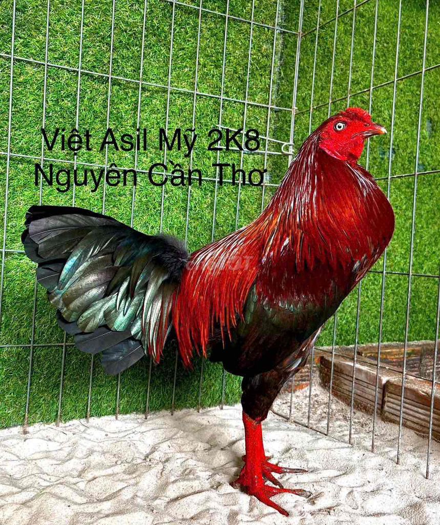 Que Việt Asil Mỹ 2K8 Tay Tròn