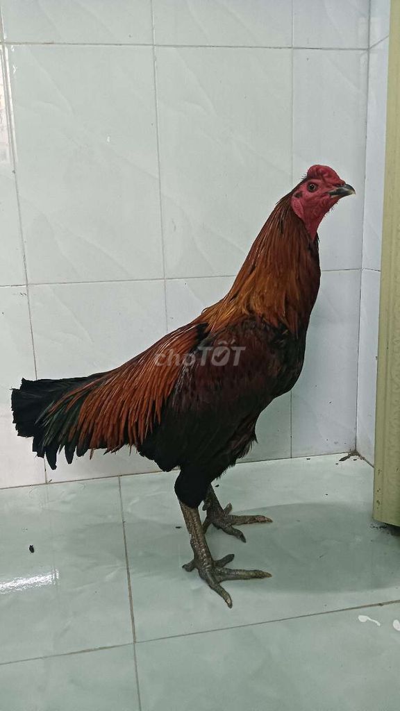 Gà chọi Nâu đỏ Đực 3.6kg. Mua bán Gà tại Thị xã Cai Lậy Tiền Giang được đăng bởi Thanh hình 1