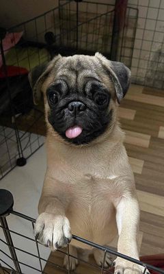 Chó Pug nhỏ thân thiện