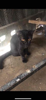 mèo aln đen và tam thể
