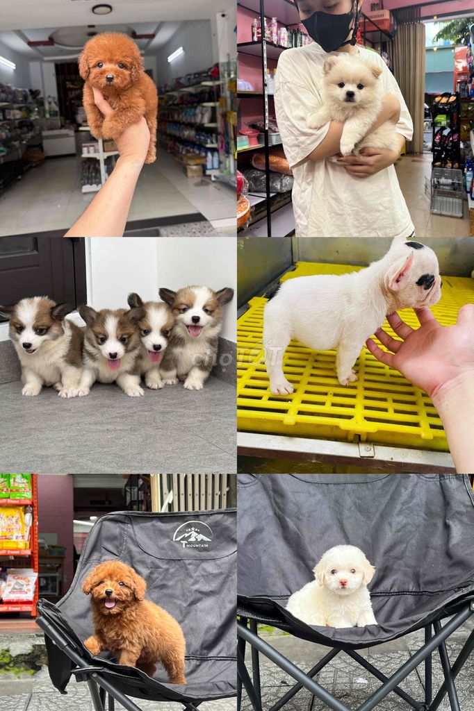 shop chó cảnh uy tín chất lượng cao. Mua bán Chó tại Thành phố Kon Tum Kon Tum được đăng bởi Chaien Pet Shop hình 1