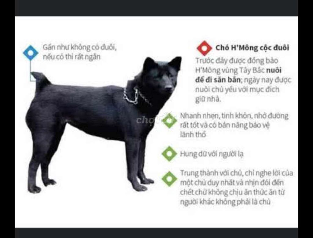 Chó Mông cộc cái Đen lưỡi thép. Mua bán Chó tại Quận 12 Tp Hồ Chí Minh được đăng bởi Tôi bán sản phẩm Thật  hình 1