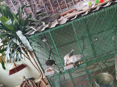 2 Chào mào bông 2Cu gáy trắng 3khuyen tổng 500k. Mua bán Chim tại Huyện Đông Anh Hà Nội được đăng bởi Ngan Phạm tien