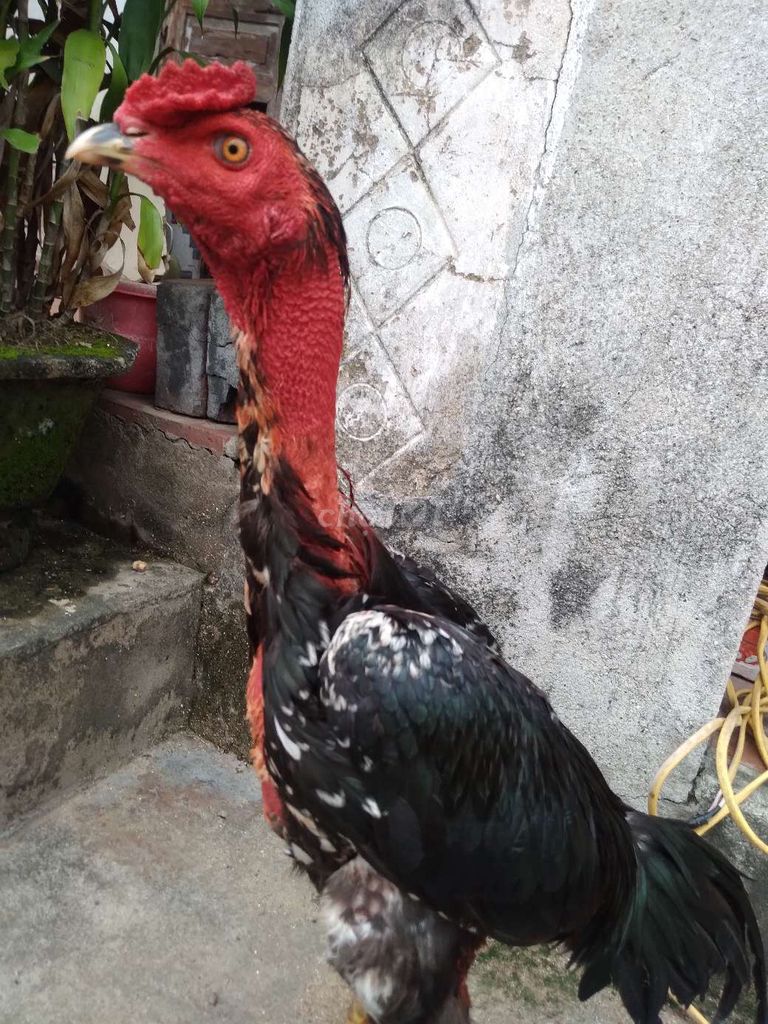 ô mơ hắc hổ thới. Mua bán Gà tại Thành phố Vĩnh Yên Vĩnh Phúc được đăng bởi Nguyễn huệ hình 1