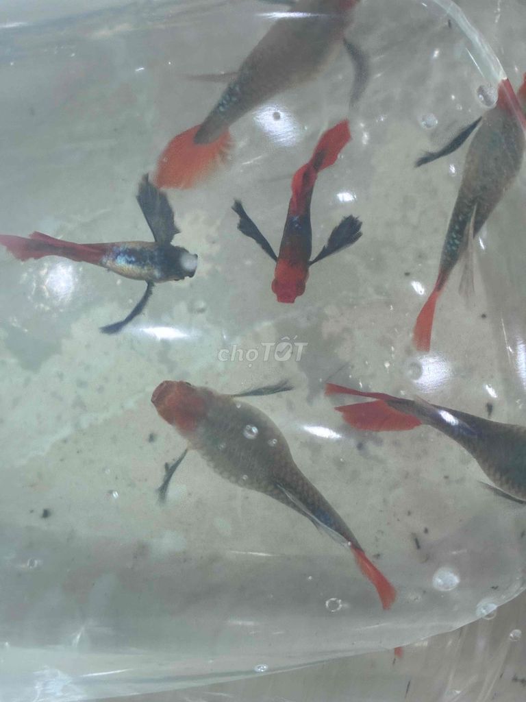 20k/1 cặp Cá 7 màu Dumbo Red Tail. Mua bán Thú cưng khác tại Huyện Bình Chánh Tp Hồ Chí Minh được đăng bởi PMT hình 1