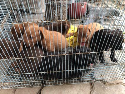 poodle lai lạp xưởng