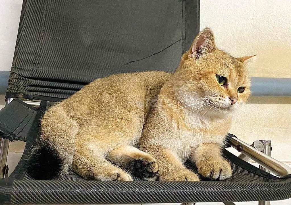 Mèo Golden cái 9 tháng. Mua bán Mèo tại Huyện Châu Đức Bà Rịa - Vũng Tàu được đăng bởi Thùy Dương hình 1