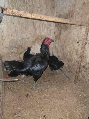 Bán bộ peru ô nhập (1 trống, 4 mái)