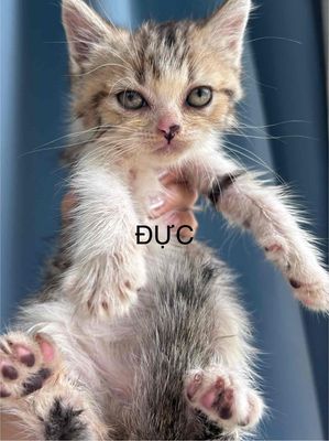 Mèo ALN Đực Cái Nhiều màu