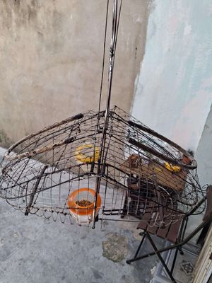 Dư lụp như hình muốn gl chào mào bổi. Mua bán Chim tại Thành phố Thủ Đức Tp Hồ Chí Minh được đăng bởi Tran Uy Vu