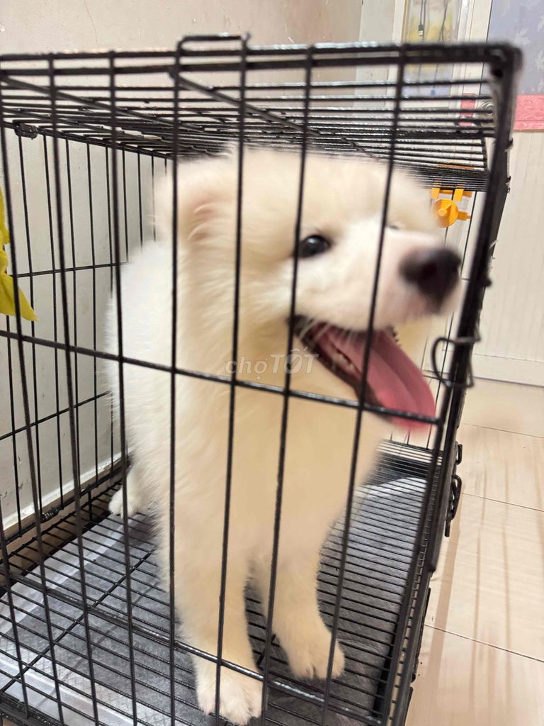 Chó Sammoyed trắng 3 tháng tuổi. Mua bán Chó tại Quận Bình Thạnh Tp Hồ Chí Minh được đăng bởi Helen hình 1