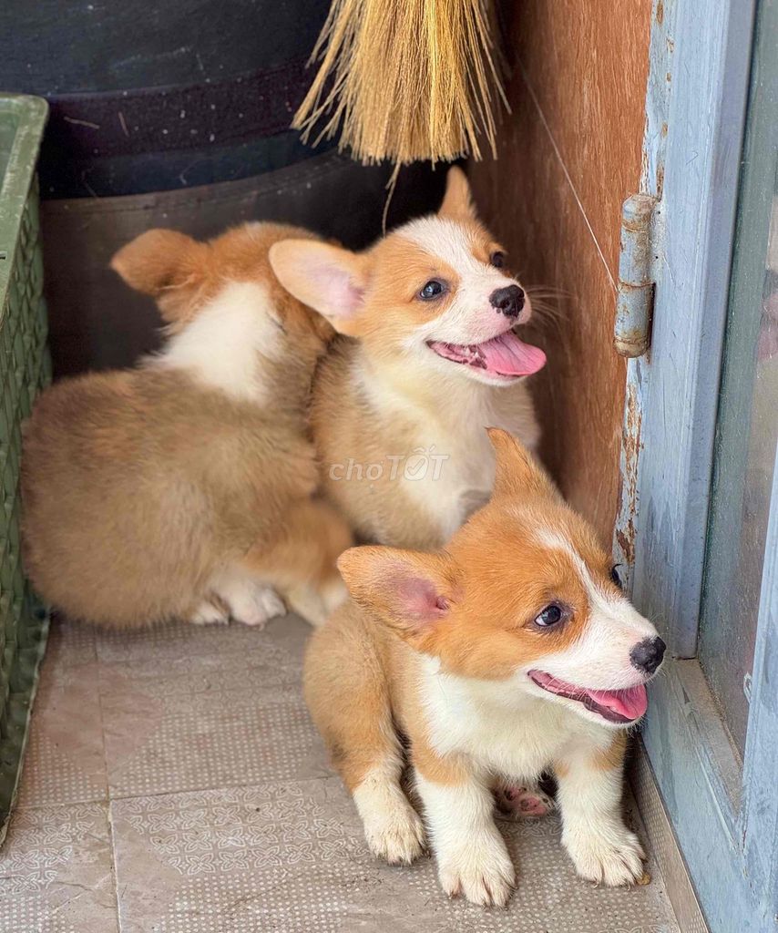 corgi mông bự đẹp. Mua bán Chó tại Quận Cẩm Lệ Đà Nẵng được đăng bởi Anh Pet Shop hình 6