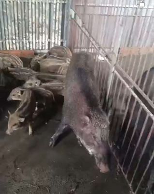 Heo lai r nuôi giống  3,5kg đến 5kg 1con ❤❤❤. Mua bán Thú cưng khác tại Thành phố Thủ Đức Tp Hồ Chí Minh được đăng bởi chuyên cung cấp gà đông tảo thuần chủng 
