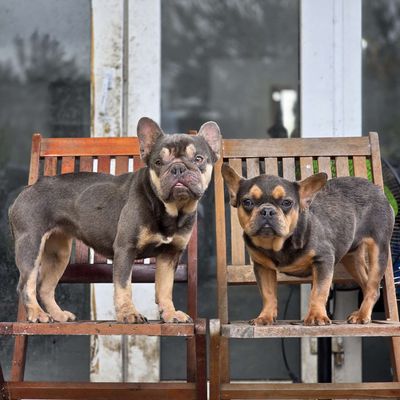 Chó Bull Pháp Lilac Blue Tan