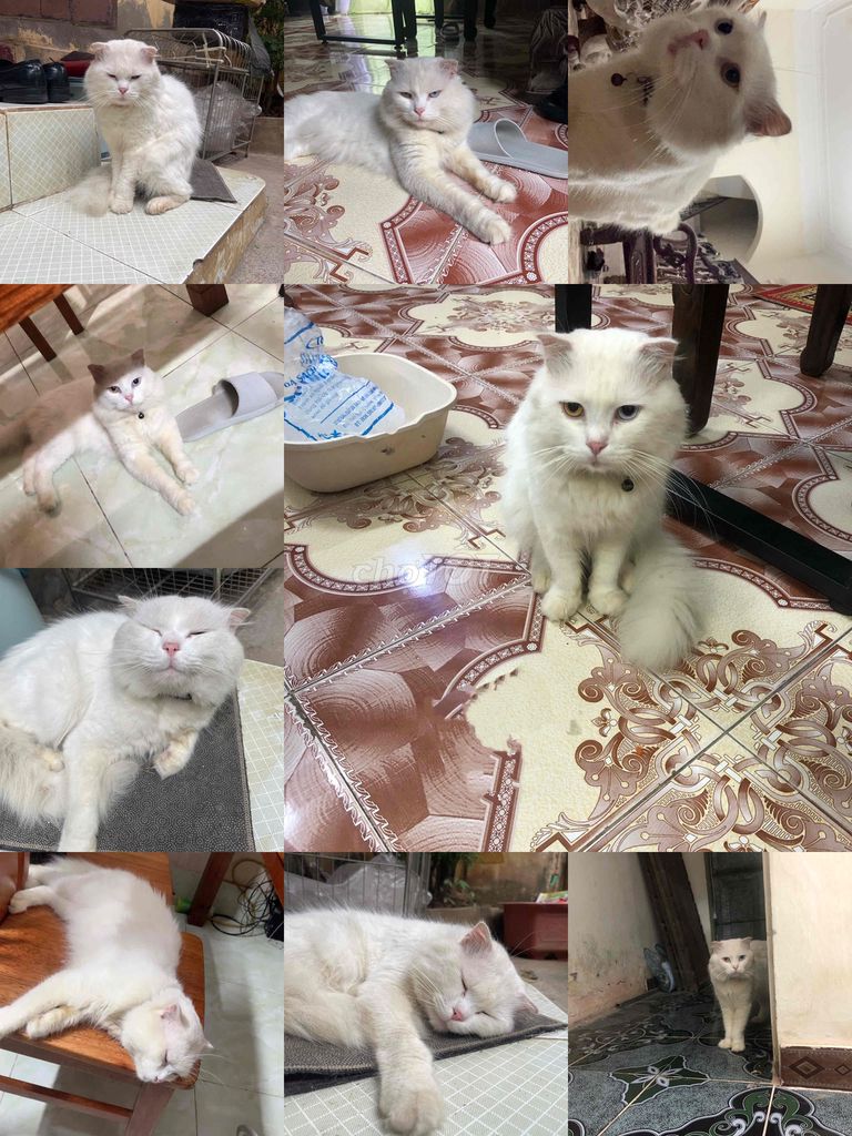 Mèo Trắng Mắt 2 Màu. Mua bán Mèo tại Huyện Phú Xuyên Hà Nội được đăng bởi Vũ Ánh Dương hình 1