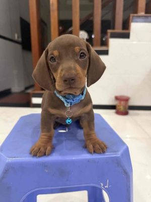 Chó Dachshund Đực 2 tháng