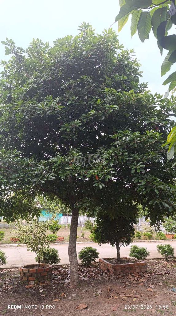 Cây cảnh Lộc Vừng Ra bông đẹp. Mua bán Cây cảnh, đồ trang trí tại Quận Cái Răng Cần Thơ được đăng bởi Minh Thái hình 1