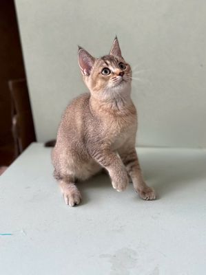 Mèo nhà đực 5 tháng Golden