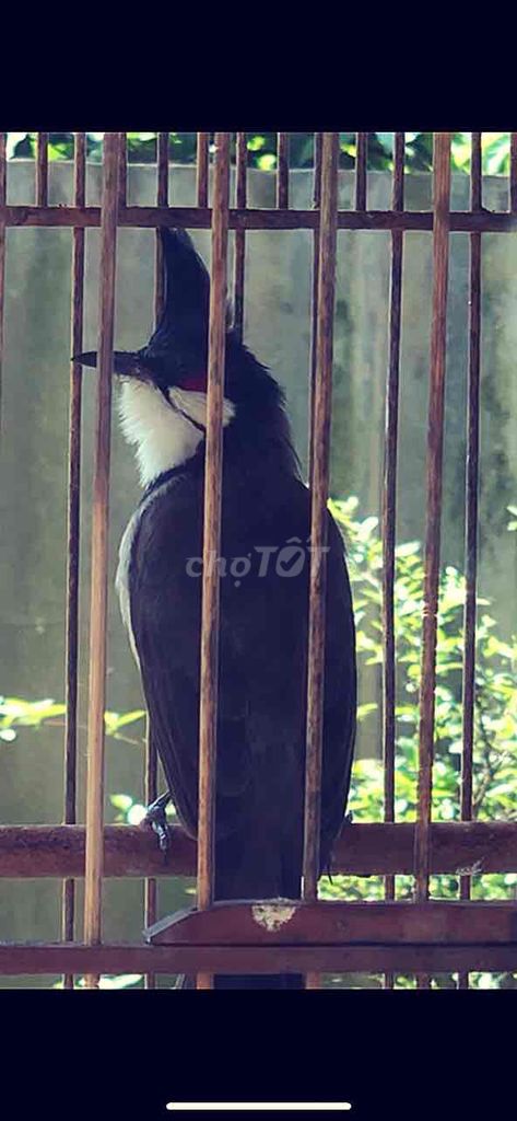 Bổi Vip. Mua bán Chim tại Huyện Quảng Điền Thừa Thiên Huế được đăng bởi Nguyên  hình 1