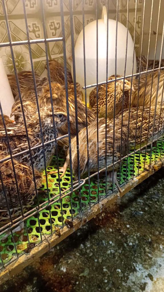 Chim cút mái đẻ.. Mua bán Chim tại Thành phố Ngã Bảy Hậu Giang được đăng bởi long đạt 95 HG hình 1