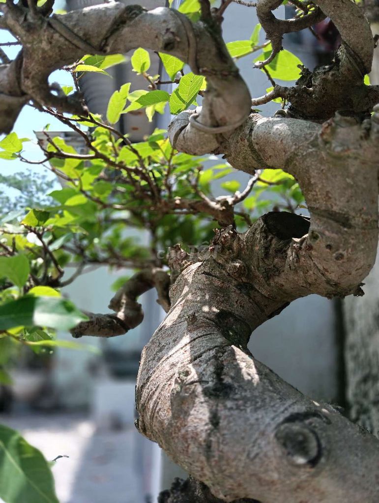 Sung nếp bắc.. Mua bán Cây cảnh, đồ trang trí tại Quận Bình Tân Tp Hồ Chí Minh được đăng bởi Cây cảnh sàigòn hình 1