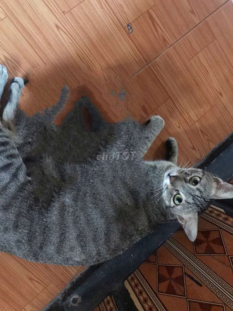 2 mèo cái mướp + đen, có hỗ trợ 200k vận chuyển. Mua bán Mèo tại Thị xã Phú Mỹ Bà Rịa - Vũng Tàu được đăng bởi bao niệm  hình 1