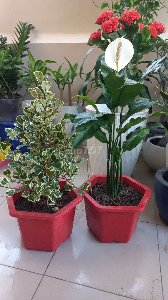 Cây Đa Tam Phúc Xanh lá. Mua bán Cây cảnh, đồ trang trí tại Quận Tân Bình Tp Hồ Chí Minh được đăng bởi Viet Thang hình 1