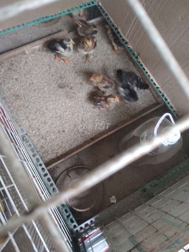 Gà con 5 trống 1 mái 20 ngày đã tiêm. Mua bán Gà tại Quận Hoàn Kiếm Hà Nội được đăng bởi giải trí tv hình 1