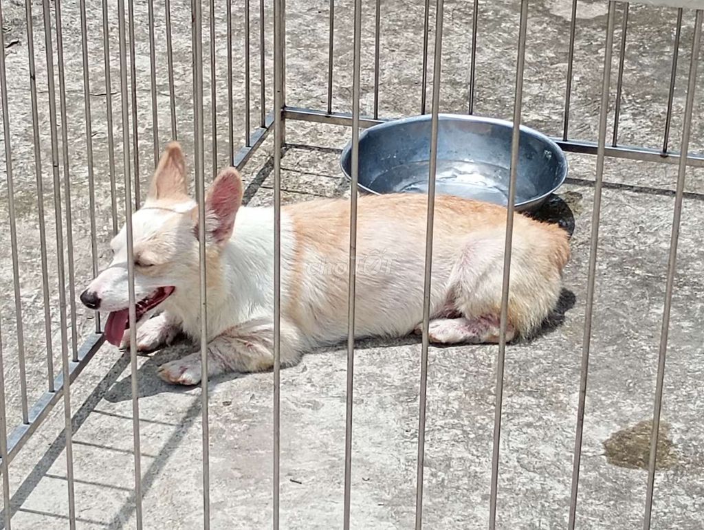 Chó Corgi Cái Trắng vàng Đã sinh sản. Mua bán Chó tại Thành phố Tây Ninh Tây Ninh được đăng bởi Nhân Rottweiler  hình 1