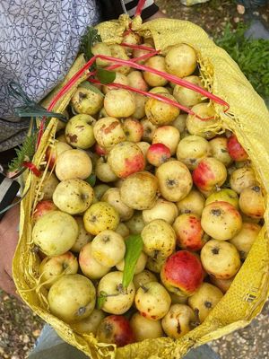 Táo mèo đồi thông. Mua bán Đồ ăn, thực phẩm và các loại khác tại Quận Hoàng Mai Hà Nội được đăng bởi Nguyenlan