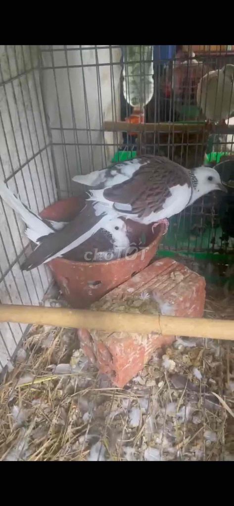 Chim cu thái sinh sản. Mua bán Chim tại Thành phố Buôn Ma Thuột Đắk Lắk được đăng bởi Hải hình 1