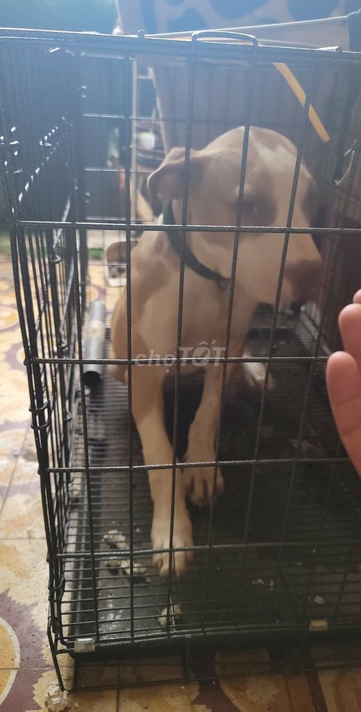Chó Pitbull nâu trắng 8 tháng. Mua bán Chó tại Quận Bắc Từ Liêm Hà Nội được đăng bởi Vũ Kiệm hình 1