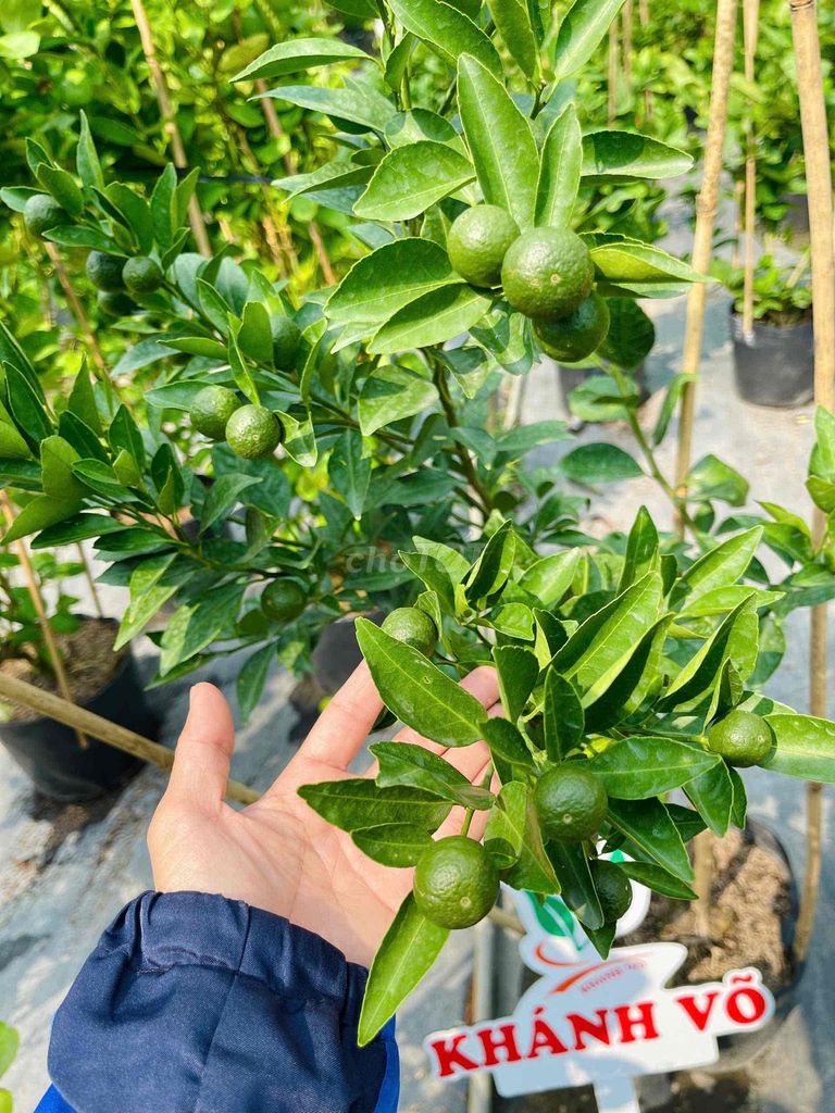 Quýt đường đang ra trái. Mua bán Cây cảnh, đồ trang trí tại Quận Bình Tân Tp Hồ Chí Minh được đăng bởi Thư Khánh Võ hình 1