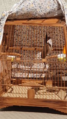 Chào Mào Đánh Đấu Trường Mùa 2 Lông Mới Phách Xòe. Mua bán Chim tại Thành phố Thủ Đức Tp Hồ Chí Minh được đăng bởi Chào Mào Bổi Giàn Cứng Thi Đấu