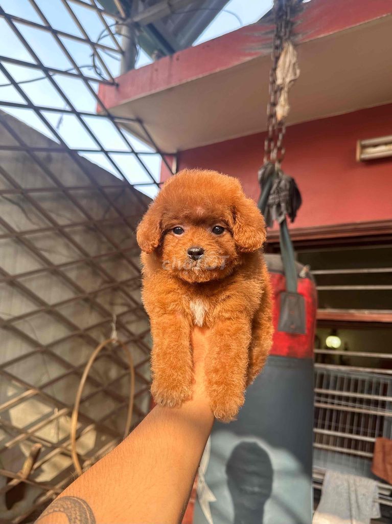 poodle nâu đỏ