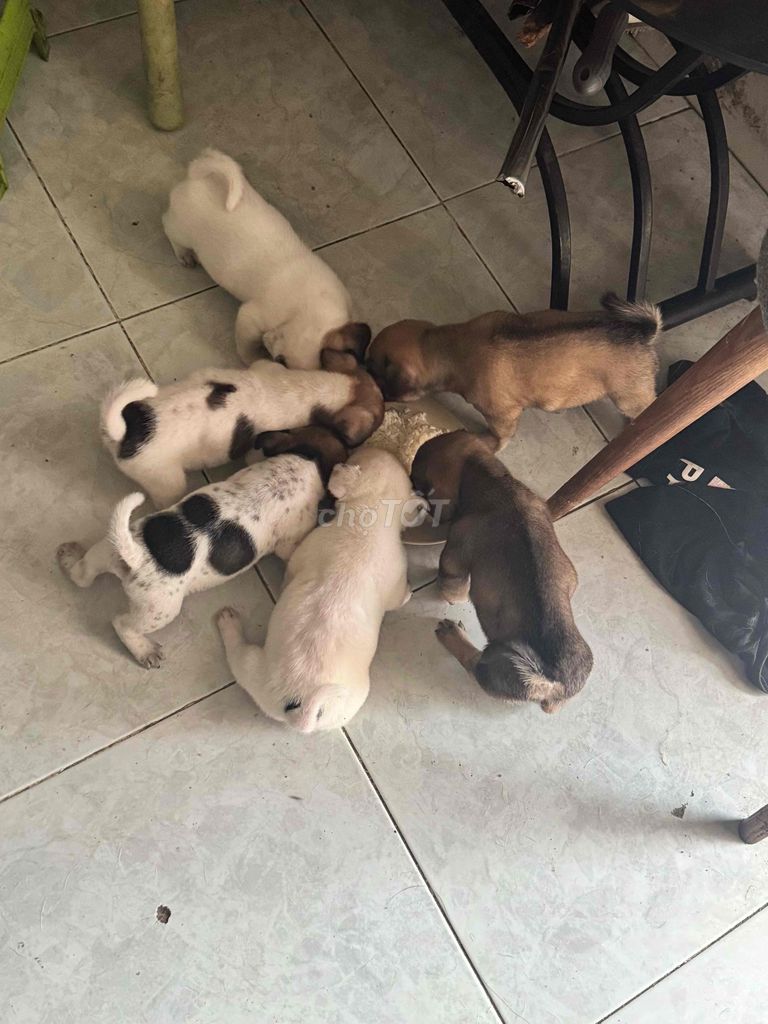 Chó con giống nhỏ 1 tháng tuổi nhiều màu. Mua bán Chó tại Thành phố Thủ Đức Tp Hồ Chí Minh được đăng bởi Nguyen Chi Cuong hình 1