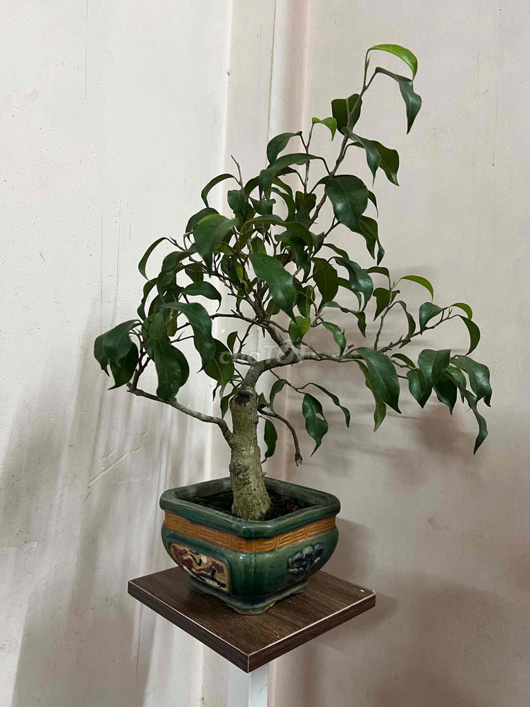 Cây cảnh Sanh mini thuần chậu lâu năm. Mua bán Cây cảnh, đồ trang trí tại Quận Cái Răng Cần Thơ được đăng bởi Cây Cảnh Giá Rẻ hình 1