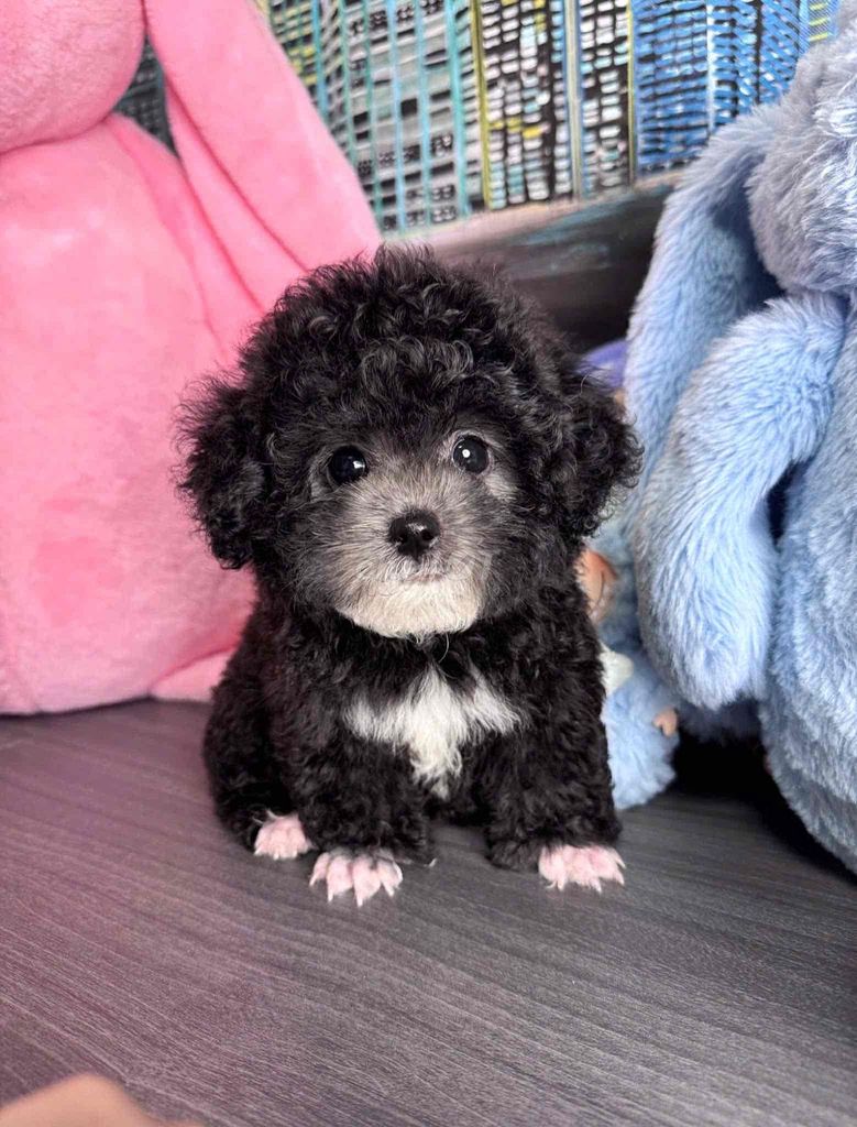 poodle tìm nhà mới. Mua bán Chó tại Quận Bình Thạnh Tp Hồ Chí Minh được đăng bởi Phạm Tiến hình 1