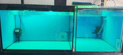 Hồ nuôi cá 6/4/4 mvt đẹppp. Mua bán Phụ kiện, Thức ăn, Dịch vụ tại Huyện Trảng Bàng Tây Ninh được đăng bởi CÁ CẢNH TB