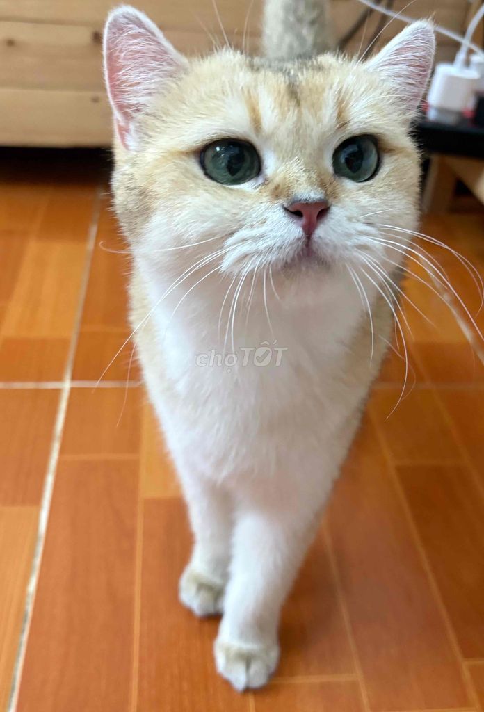 Mèo Golden cái 1.5 tuổi. Mua bán Mèo tại Quận Bình Thạnh Tp Hồ Chí Minh được đăng bởi Hoàng H hình 1